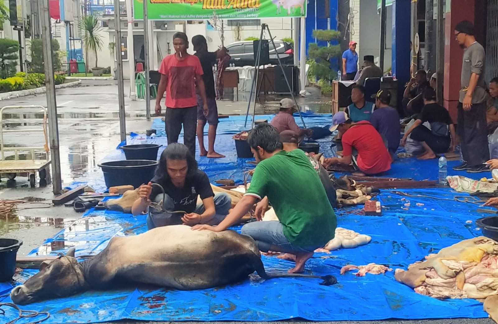 Idul Adha 1444 H, Dinkes Sumut Sembelih 16 Ekor Kurban