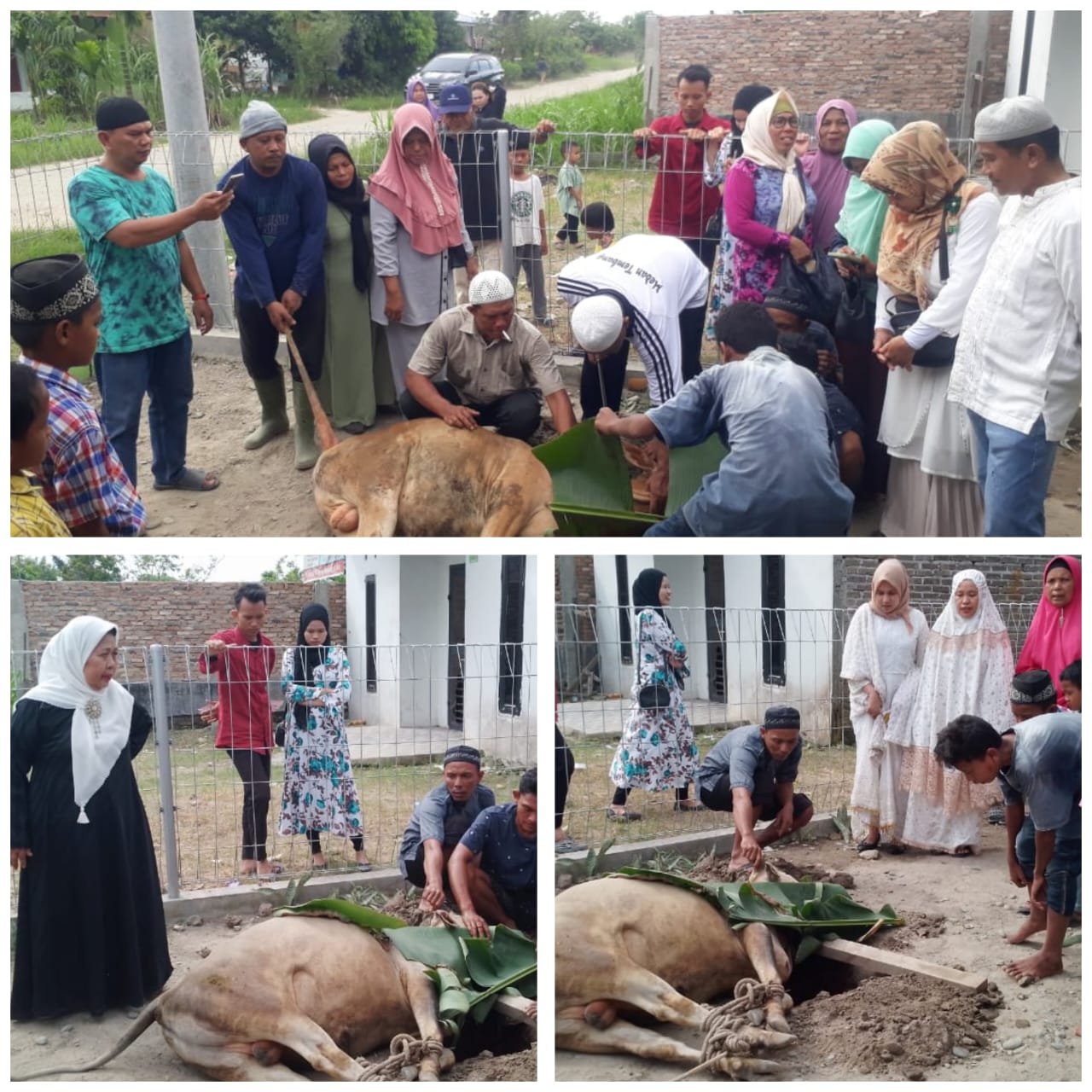 Warga Grand Harapan Jermal 7 Ujung Sembelih 3 Ekor Hewan Qurban di Musholla Al – Ikhlas