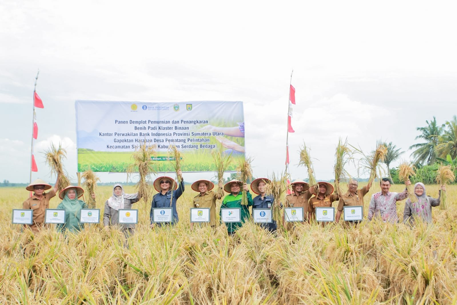 BI Sumut Bersama Pemkab Sergai Laksanakan Panen Bersama dan Penangkaran Benih Padi Gapoktan Harapan