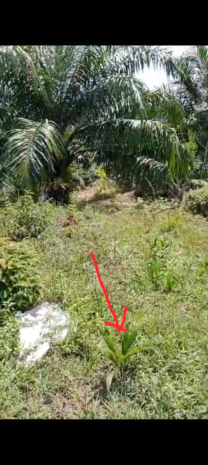 UG Diduga Serobot Tanah Milik Nelson di Desa Suban