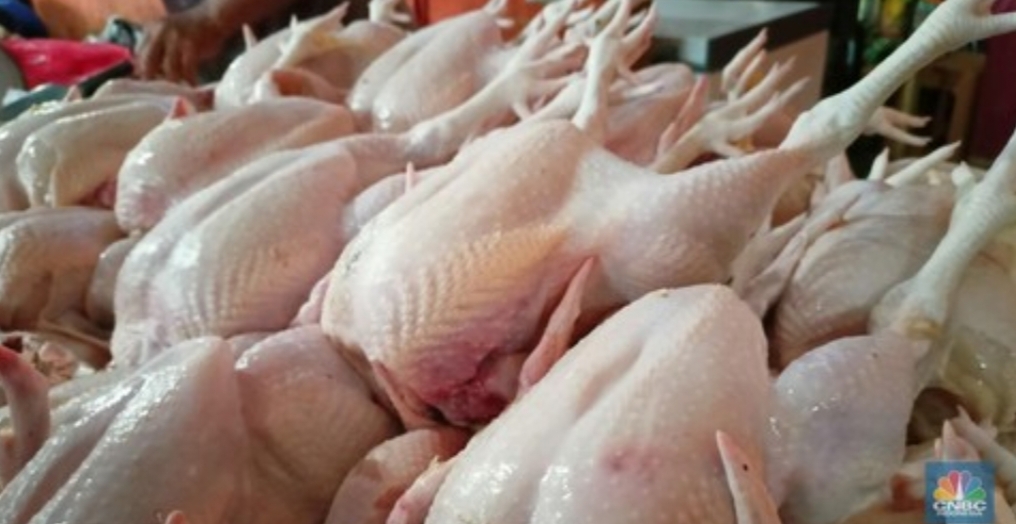 Harga Daging Ayam Mahal, Kalau Naik Lagi Pedagang Dan Peternak Bisa Buntung