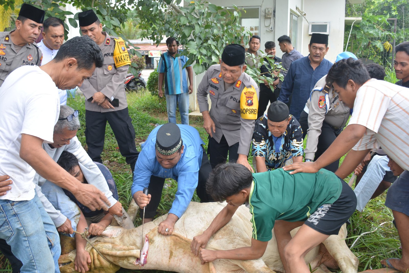 Polres Labusel Sembelih 9 Ekor Hewan Kurban dan Bagikan Bansos