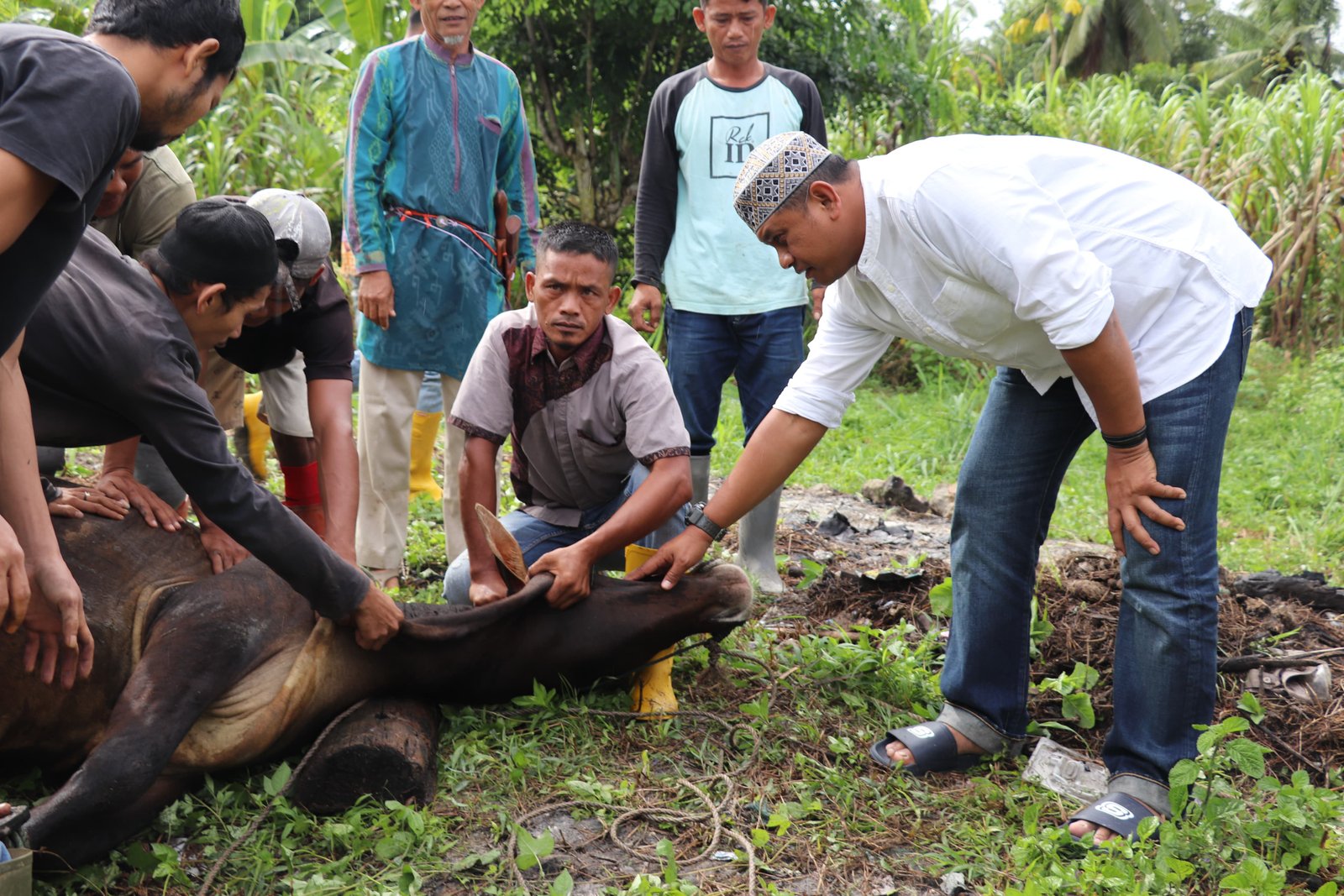 Polres Madina Sembelih 28 Hewan Kurban
