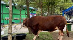Salah satu sapi kurban bantuan kemasyarakatan dari Presiden Prabowo Subianto yang dialokasikan untuk Provinsi Sumatera Utara, Kamis (5/6/2025), di halaman Masjid Agung Sultan Thaf Sinar Basarsyah, Lubukpakam, Deliserdang, yang akan disembelih pada Iduladha 1446 H.