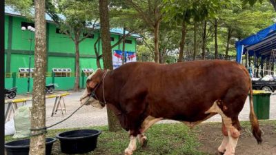 Salah satu sapi kurban bantuan kemasyarakatan dari Presiden Prabowo Subianto yang dialokasikan untuk Provinsi Sumatera Utara, Kamis (5/6/2025), di halaman Masjid Agung Sultan Thaf Sinar Basarsyah, Lubukpakam, Deliserdang, yang akan disembelih pada Iduladha 1446 H.