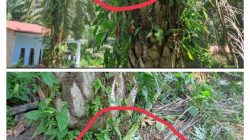 Belum Diganti, Tiang Listrik Diikat ke Pohon Sawit di Pantai Labu