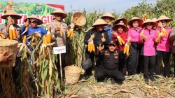 Kapolrestabes Medan Pimpin Panen Raya Jagung Petani Binaan Polsek Medan Area