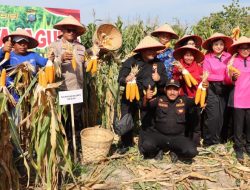 Kapolrestabes Medan Pimpin Panen Raya Jagung Petani Binaan Polsek Medan Area