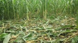 Lahan Jagung Dirusak, Kelompok Tani Pujakesuma Tuntut Keadilan