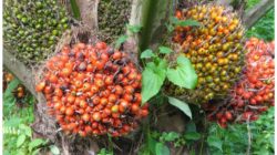 Kelapa Sawit Tengah Mendapatkan Banyak Sentimen Positif, Mulai Tarif Hingga BI Rate