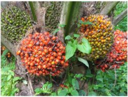 Kelapa Sawit Tengah Mendapatkan Banyak Sentimen Positif, Mulai Tarif Hingga BI Rate
