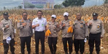 Panen Jagung di Medan Tuntungan, Kapolsek Apresiasi Sinergi untuk Ketahanan Pangan