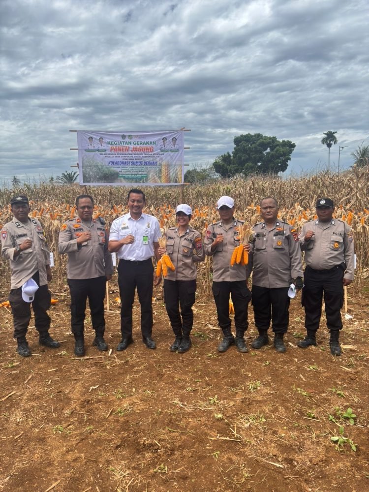 Panen Jagung di Medan Tuntungan, Kapolsek Apresiasi Sinergi untuk Ketahanan Pangan
