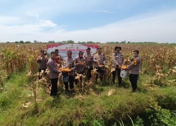 Polsek Medan Timur Panen Jagung di Lahan Binaan, Dukung Swasembada Pangan 2025