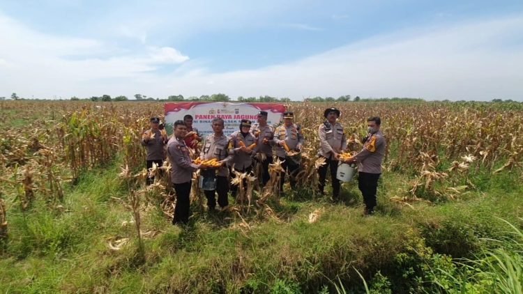 Polsek Medan Timur Panen Jagung di Lahan Binaan, Dukung Swasembada Pangan 2025
