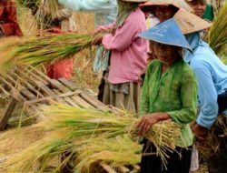 Kesejahteraan Petani Sumut Belum Pulih, Waspadai Ancaman Inflasi Besar Sebagai Bentuk Kekecewaan