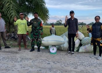 Bulog Asahan Pastikan Beli Gabah Petani Rp6.500 per Kg di Tiga Wilayah
