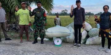 Bulog Asahan Pastikan Beli Gabah Petani Rp6.500 per Kg di Tiga Wilayah