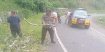 Polsek Tigabinanga Evakuasi Pohon Tumbang yang Menganggu Jalan