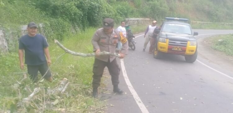 Polsek Tigabinanga Evakuasi Pohon Tumbang yang Menganggu Jalan