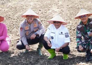 Syah Afandin Dukung Penanaman Jagung Serentak Kuartal IV Untuk Perkuat Ketahanan Pangan Langkat