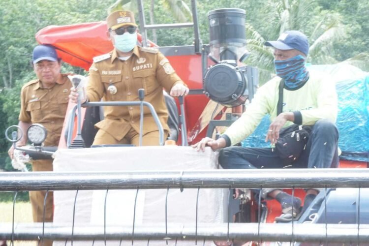 PMA Naiki Cobine Harvester Saat Peninjauan Panen Raya di Desa Sidongdong dan Batu Sundung Kecamatan Barumun Barat