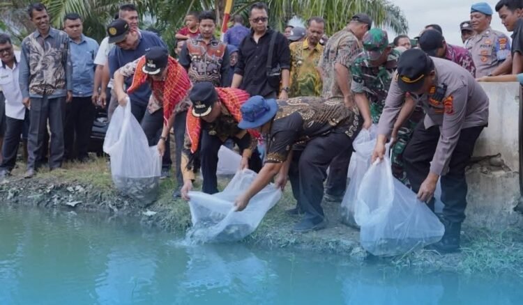 Pemkab Karo Tebar 40 Ribu Benih Ikan Nila di Perairan Lau Mandin, Desa Tanjung Pamah