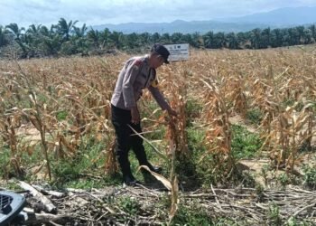 Bhabinkamtibmas Polsek Sosa Lakukan Pengecekan Tanaman Jagung Binaan Kapolres Palas di Lahan PT MAI Bunut