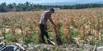 Bhabinkamtibmas Polsek Sosa Lakukan Pengecekan Tanaman Jagung Binaan Kapolres Palas di Lahan PT MAI Bunut