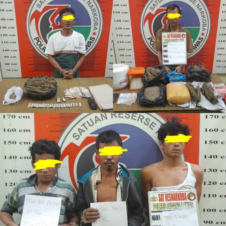 Jaringan Bandar, Pengedar dan Pemakai Ganja Berhasil Diringkus Tim Opsnal Satresnarkoba Polres Palas