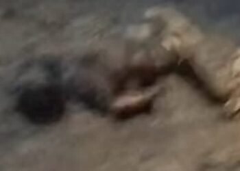 Geger! Mayat Pria Ditemukan Mengambang di Aliran Sei Belawan