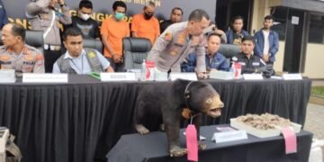 Polrestabes Medan Ungkap Penjualan Beruang Madu dan Sisik Trenggiling