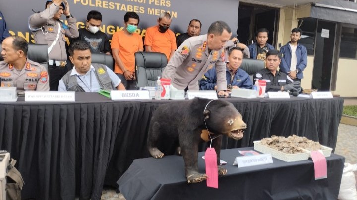 Polrestabes Medan Ungkap Penjualan Beruang Madu dan Sisik Trenggiling