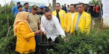 Bupati Pakpak Bharat Ajak Anggota DPR RI Ahmad Doli Kurnia Tandjung Kunjungi Lahan Cabai