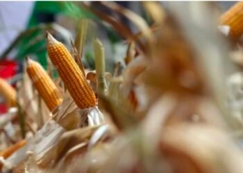 Harga Jagung Naik Dekati 7 Ribu Per Kg, Proyeksi Harga Daging Ayam di Revisi