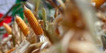 Harga Jagung Naik Dekati 7 Ribu Per Kg, Proyeksi Harga Daging Ayam di Revisi