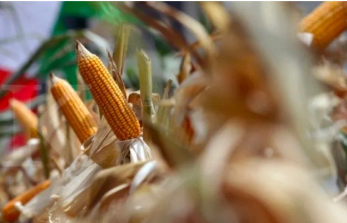 Harga Jagung Naik Dekati 7 Ribu Per Kg, Proyeksi Harga Daging Ayam di Revisi