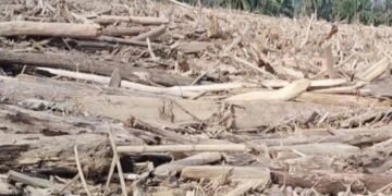 Banjir Gelondongan Kayu dan Eksploitasi Hutan Sijantung Aceh Tamiang Tak Bisa Disangkal