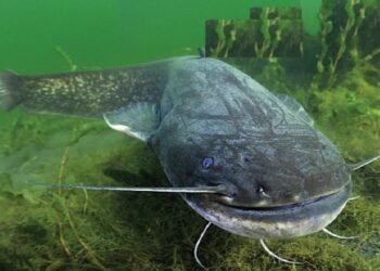 Rekor Dunia! Pemancing Polandia Berhasil Dapatkan Lele Raksasa Hampir 3 Meter