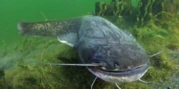 Rekor Dunia! Pemancing Polandia Berhasil Dapatkan Lele Raksasa Hampir 3 Meter