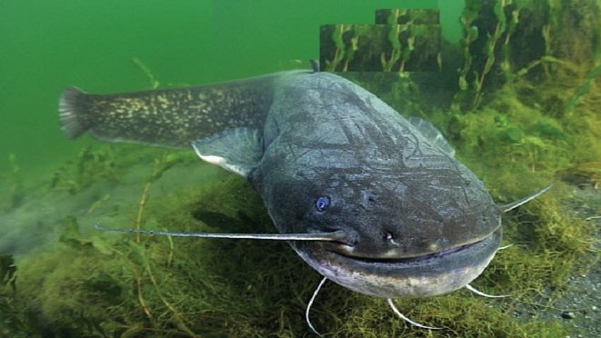 Rekor Dunia! Pemancing Polandia Berhasil Dapatkan Lele Raksasa Hampir 3 Meter