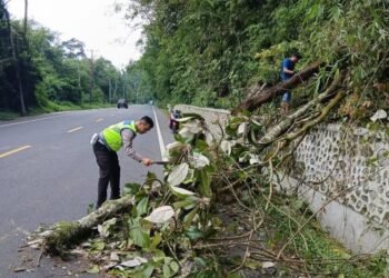 Sat Lantas Polres Karo Evakuasi Kayu Tumbang di Jalan Jamin Ginting Doulu