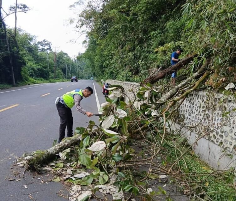 Sat Lantas Polres Karo Evakuasi Kayu Tumbang di Jalan Jamin Ginting Doulu