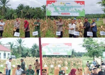Polres dan Pemkab Palas Panen Raya Jagung Serentak Kuartal 1 Tahun 2026