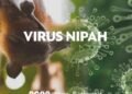 Virus Nipah Alarm Untuk Dunia: Belum Miliki Vaksin dan Cukup Berbahaya