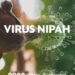 Virus Nipah Alarm Untuk Dunia: Belum Miliki Vaksin dan Cukup Berbahaya