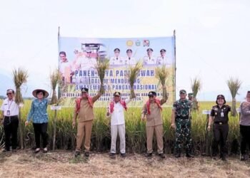 Panen Raya Padi Sawah di Kecamatan Mardingding, Bukti Pemkab Karo Pulihkan Lahan Terdampak Banjir