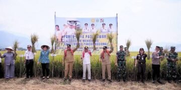 Panen Raya Padi Sawah di Kecamatan Mardingding, Bukti Pemkab Karo Pulihkan Lahan Terdampak Banjir