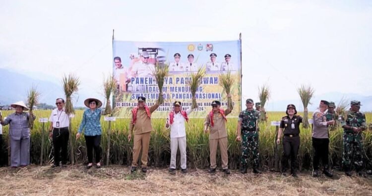 Panen Raya Padi Sawah di Kecamatan Mardingding, Bukti Pemkab Karo Pulihkan Lahan Terdampak Banjir