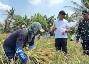 BULOG Mulai Serap Gabah Petani 2026, HPP GKP Ditetapkan Rp6.500 per Kg